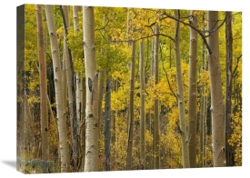 Tim Fitzharris - Aspen trees in autumn, Santa Fe National Forest near Santa Fe, New Mexico
