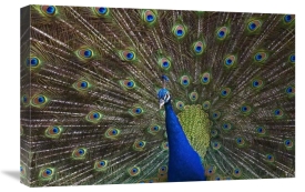 Tim Fitzharris - Indian Peafowl male with tail fanned out in courtship display, native to Asia