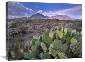 Tim Fitzharris - Opuntia cactus, Chisos Mountains, Big Bend National Park, Chihuahuan Desert, Texas