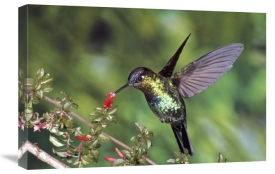 Michael and Patricia Fogden - Fiery-throated Hummingbird feeding at Ladies Eardrops flower, Poas Volcano National Park, Costa Rica