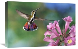 Michael and Patricia Fogden - Green-breasted Mango hummingbird visiting flowers of Puiva Tree, Costa Rica