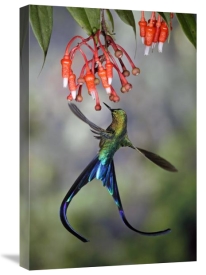 Michael and Patricia Fogden - Violet-tailed Sylph hummingbird visiting flowers of epiphytic Heath, Tandayapa Valley, Andes, Ecuador