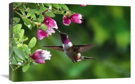 Michael and Patricia Fogden - Magenta-throated Woodstar hummingbird, feeding on epiphytic Heath, Costa Rican rainforest