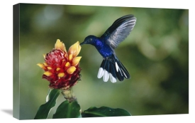Michael and Patricia Fogden - Violet Sabre-wing hummingbird, feeding on and pollinating Spiral Flag ginger flowers, cloud forest, Costa Rica