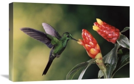 Michael and Patricia Fogden - Green-crowned Brilliant hummingbird, feeding and pollinating Spiral Flag ginger flowers, Monteverde Cloud Forest Reserve, Costa Rica