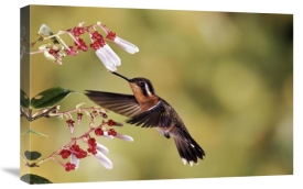 Michael and Patricia Fogden - Purple-throated Mountain-gem hummingbird, feeding and pollinating flower of epiphytic Heath, cloud forest, Costa Rica
