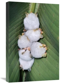 Michael and Patricia Fogden - Honduran White Bat group roosting under Heliconia leaf, rainforest, Costa Rica