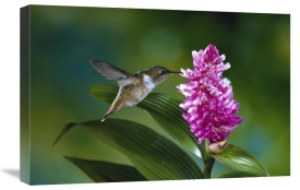 Michael and Patricia Fogden - Scintillant Hummingbird feeding at and pollinating flowers of epiphytic Orchid, Monteverde Cloud Forest Reserve, Costa Rica