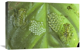 Michael and Patricia Fogden - Reticulated Glass Frogs guarding two clutches of eggs, each at different stages of development, Costa Rica