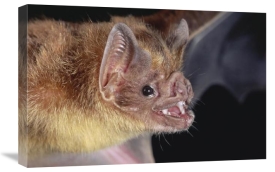 Michael and Patricia Fogden - Vampire Bat portrait, Costa Rica