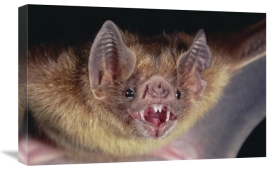 Michael and Patricia Fogden - Vampire Bat portrait, Costa Rica