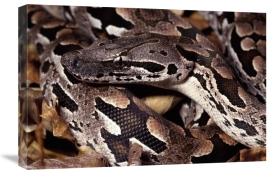Michael and Patricia Fogden - Madagascar Ground Boa Madagascar