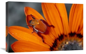 Michael and Patricia Fogden - Scarab Beetle on a Guzmania flower, Damaraland, Namibia