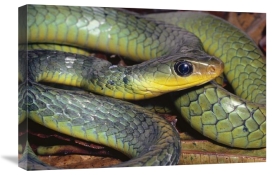 Michael and Patricia Fogden - Green Racer close-up, cloud forest ecosystem, Costa Rica