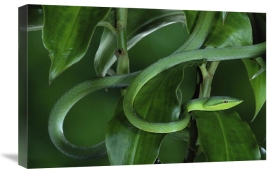 Michael and Patricia Fogden - Green Vine Snake camouflaged among rainforest leaves, Costa Rica