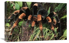 Michael and Patricia Fogden - Red-kneed Tarantula close-up in vegetation, cloud forest, Costa Rica