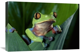 Michael and Patricia Fogden - Blue-sided Leaf Frog hanging on leaf, close-up, cloud forest, Costa Rica
