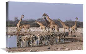 Michael and Patricia Fogden - Burchell's Zebra and Giraffe at waterhole, Etosha National Park, Namibia