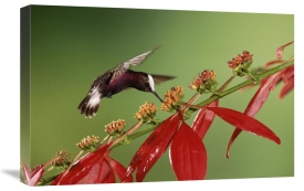 Michael and Patricia Fogden - Snowcap a hummingbird, feeding on Madder flowers in rainforest, Costa Rica