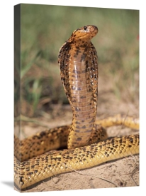 Michael and Patricia Fogden - Cape Cobra speckled morph, in defensive display, showcasing hood threat, Africa