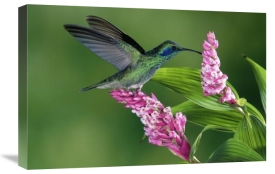 Michael and Patricia Fogden - Green Violet-ear hummingbird feeding at and pollinating epiphytic Orchid Costa Rica