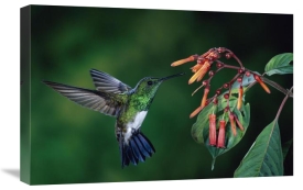 Michael and Patricia Fogden - Snowy-bellied Hummingbird male, flying near Firebush flowers cloud forest, Costa Rica