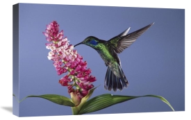 Michael and Patricia Fogden - Green Violet-ear feeding, pollinating epiphytic orchid flower, cloud forest ecosystem, Costa Rica