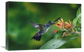 Michael and Patricia Fogden - Blue-chested Hummingbird albino male feeding at and pollinating flowers lowland rainforest, Costa Rica