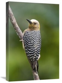 Steve Gettle - Hoffmann's Woodpecker, Costa Rica