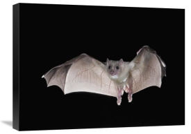 Steve Gettle - Egyptian Fruit Bat flying, Michigan