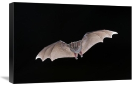 Steve Gettle - Jamaican Fruit-eating Bat flying, Michigan