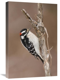 Steve Gettle - Downy Woodpecker male, Kensington Metropark, Milford, Michigan