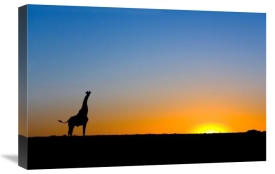 Vincent Grafhorst - Giraffe silhouetted against the setting sun, Lethiau Valley, Central Kalahari Game Reserve, Botswana