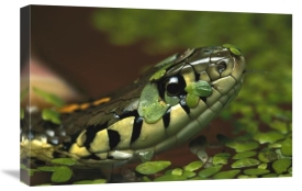 Heidi and Hans-Jurgen Koch - Common Garter Snake in water with duckweed, native to North America