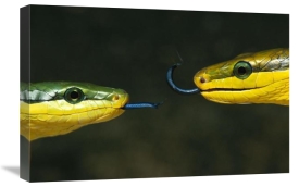 Heidi and Hans-Jurgen Koch - Colubrid Snake two making initial contact, using tongue to identify friend, enemy, or prey