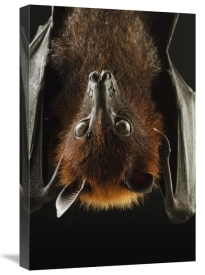 Ch'ien Lee - Large Flying Fox roosting, Kuching, Borneo, Malaysia