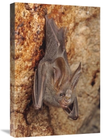 Ch'ien Lee - Lesser False Vampire Bat roosting in cave, Sekunyit, Bau, Malaysia