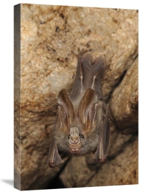 Ch'ien Lee - Lesser False Vampire Bat roosting in cave, Sekunyit, Bau, Malaysia
