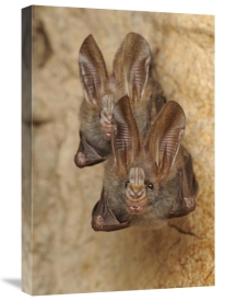 Ch'ien Lee - Lesser False Vampire Bat pair roosting in cave, Sekunyit, Bau, Malaysia