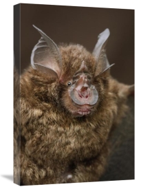Ch'ien Lee - Bornean Horseshoe Bat, Bukit Sarang Conservation Area, Bintulu, Borneo, Malaysia