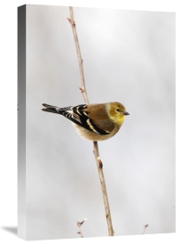 Scott Leslie - American Goldfinch, Canada