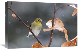 Scott Leslie - American Goldfinch in winter, Canada