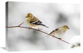 Scott Leslie - American Goldfinch pair, Nova Scotia, Canada