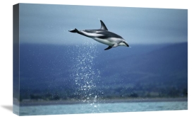 Hiroya Minakuchi - Dusky Dolphin leaping out of water, New Zealand