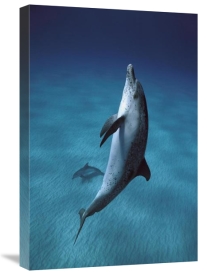 Hiroya Minakuchi - Atlantic Spotted Dolphin pair swimming underwater, Little Bahama Bank, Bahamas, Caribbean