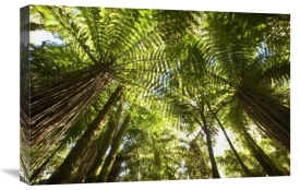 Colin Monteath - Tree Fern forest near Haast Pass, New Zealand