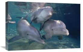 Flip Nicklin - Bottlenose Dolphin trio underwater, Waikoloa Hyatt, Hawaii