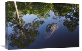 Pete Oxford - American Alligator on surface, Okefenokee National Wildlife Refuge, Florida