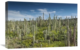Pete Oxford - Pitayo de Mayo cacti, Washington Slagbaai National Park, Bonaire, Netherlands Antilles, Caribbean
