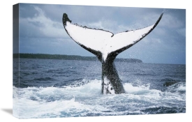 Mike Parry - Humpback Whale tail, Tonga